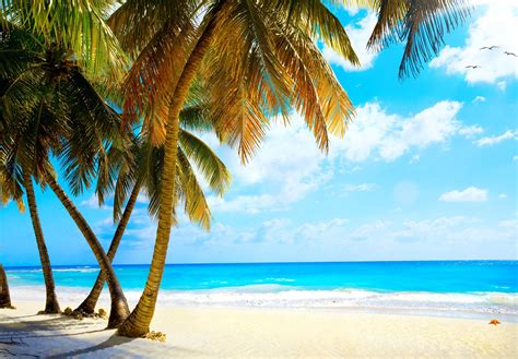 tropical beach pics|exotic tropical beach pictures.